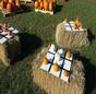 Family Fun Day @ the Pumpkin Patch 