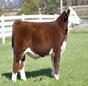 Lovelady FFA Calf Show thumbnail