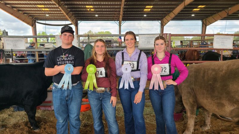 HLSR Calf Show Scramble Progress Show