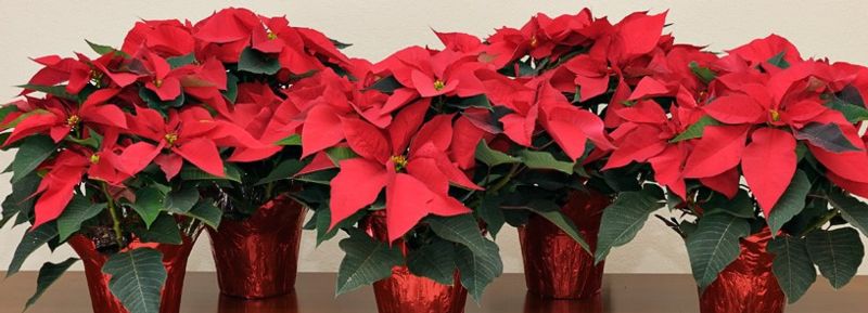 Poinsettias